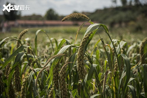 感受京西原生態 奔馳GLB蔚縣自駕之旅，稻谷間的詩意探尋