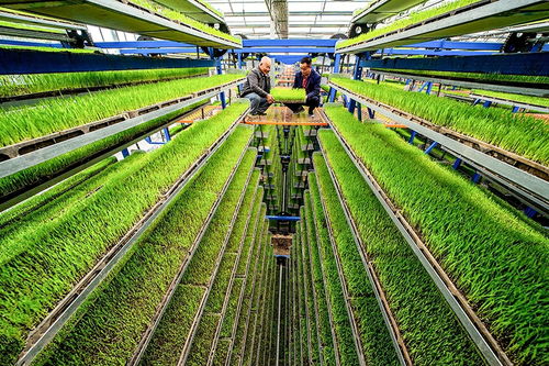 空中育秧 稻谷種植的創新路徑