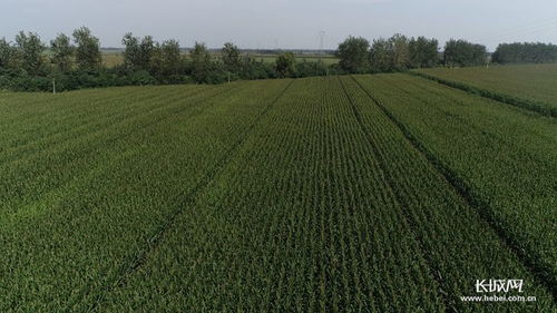 河北高質量推進優質谷子產業集群建設，助力稻谷產業升級