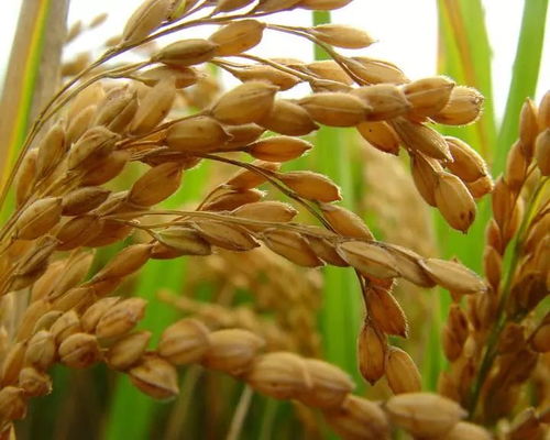 黑龍江啟動中晚稻托市收購政策，首批委托收購庫點名單公布