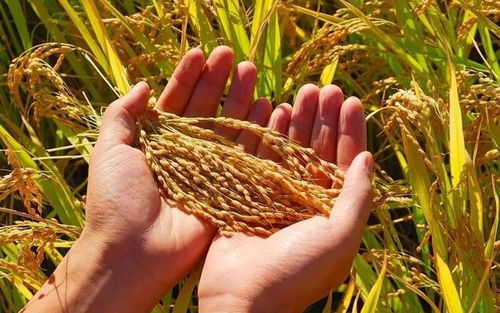 豐收在即，稻香四溢 水稻用藥效果關鍵期解析