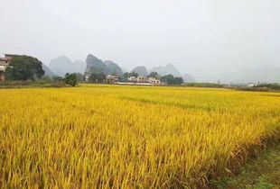 稻谷豐收節(jié) 七月盛典，共慶豐收