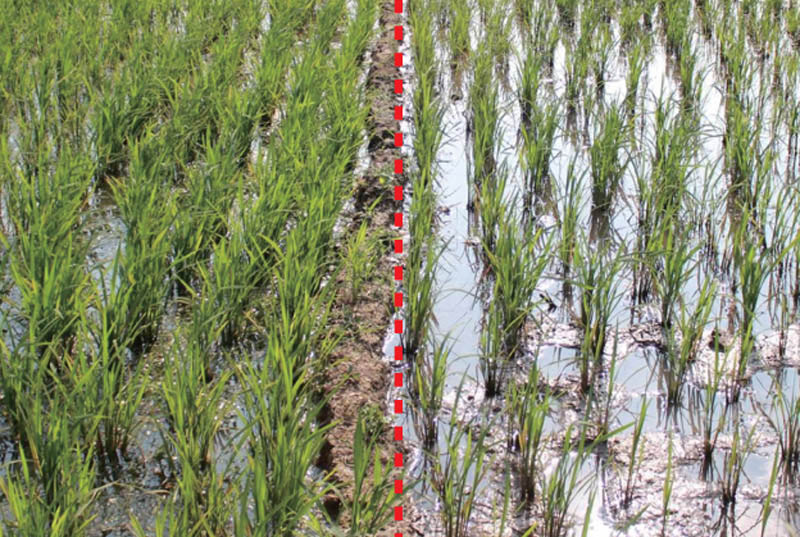 守護飯碗安全 從稻谷生產(chǎn)到儲存的全程保障策略