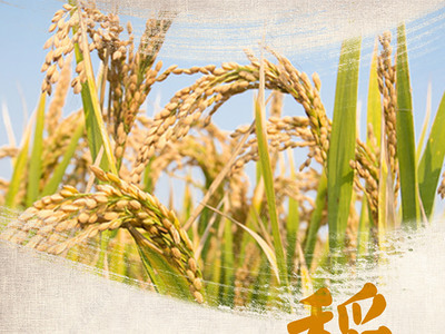 金黃稻谷，豐收圖景 高品質水稻田與稻谷素材下載指南