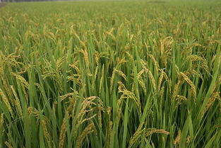 稻谷 滋養文明的黃金種子